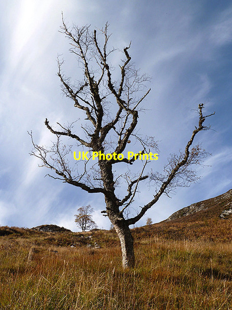 Photo 6"x4" A silver birch tree at Creag a' Chrubain Etteridge c2012