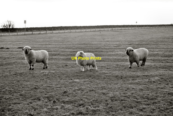 Photo 6"x4" Sheep at Stanley Crook Stanley Crook c2012