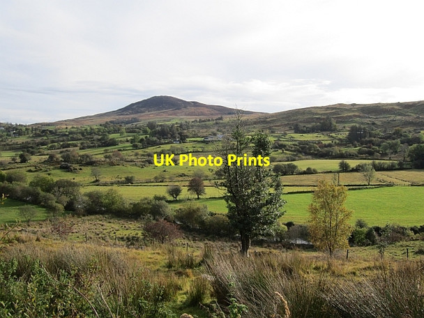 Photo 6"x4" Holly, Ballykerrigan Commeen c2012