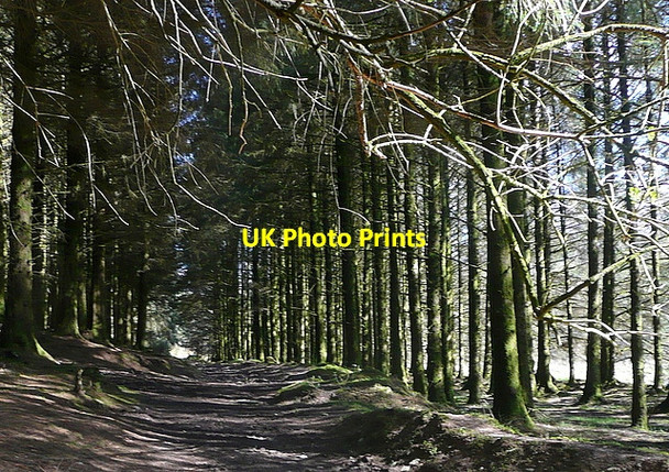 Photo 6"x4" Woodland above the Barle Simonsbath c2012