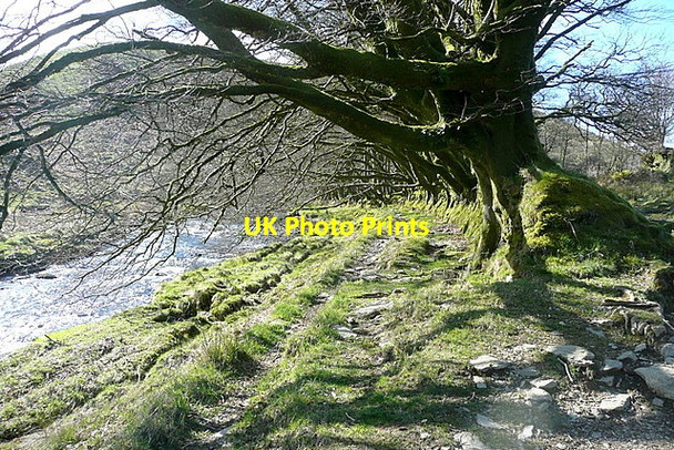 Photo 6"x4" Beside the Barle Simonsbath c2012