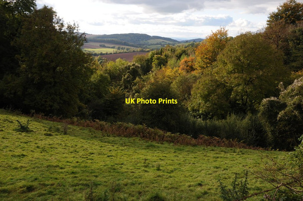 Photo 6"x4" View over the forest to the Wye valley Newland\/SO5509 c2012