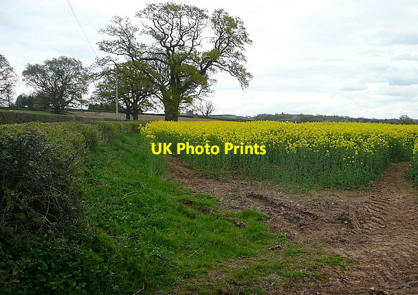 Photo 6"x4" Oil seed rape at Longbarn Llanarth\/SO3710 c2012