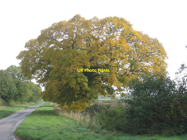 Photo 6"x4" Autumn colour on the lane to Lockington Thorpe\/SE9946 c2012