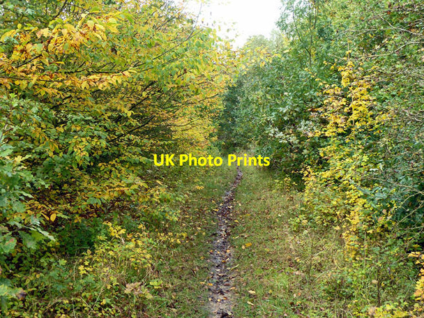 Photo 6"x4" Path through young woodland Woodford\/TQ4091 c2012