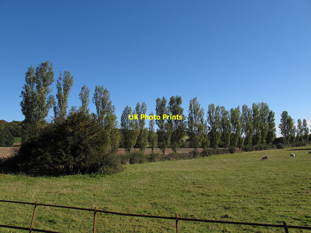 Photo 6"x4" Row of poplars Bletchingley c2012