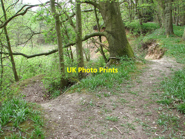 Photo 6"x4" Track descending into one of the disused pits in Buckenham Woods Lingwood c2013
