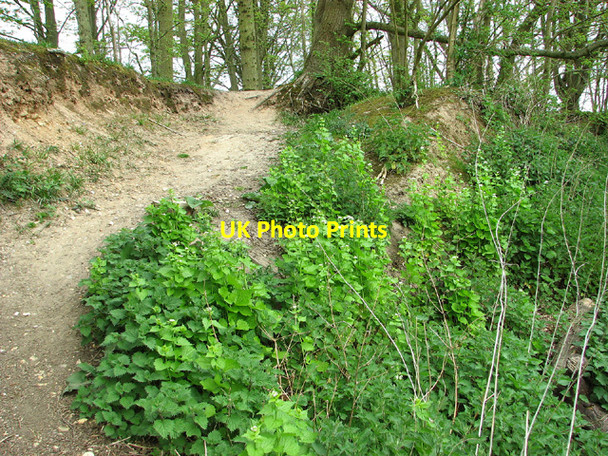 Photo 6"x4" Track leading out of disused pit, Buckenham Woods Lingwood c2013