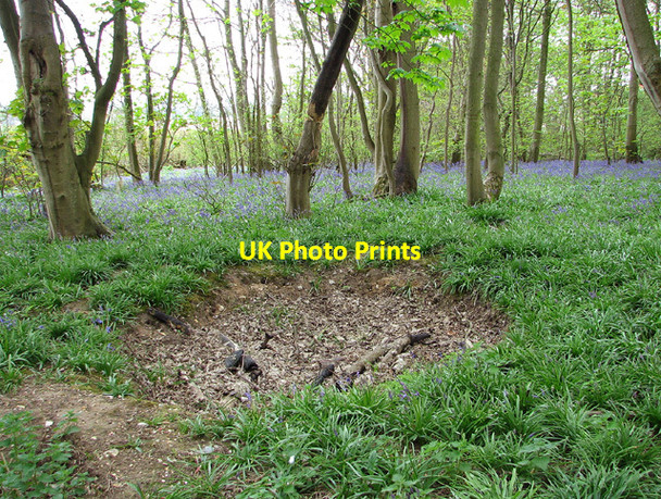 Photo 6"x4" Bluebells beside the path in Buckenham Woods Hassingham c2013
