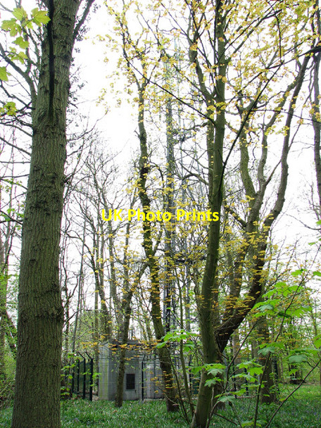 Photo 6"x4" Transmission mast in Buckenham Woods Strumpshaw c2013