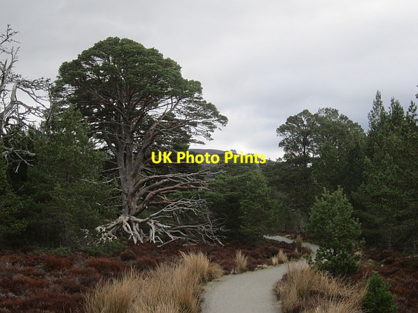 Photo 6"x4" Old Logging Road Coylumbridge c2013