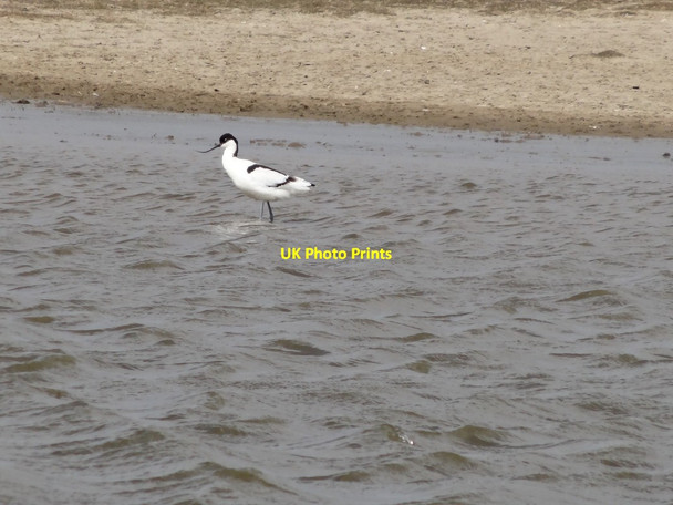 Photo 6"x4" Avocet at Cresswell Pools Nature Reserve Cresswell\/NZ2993 c2013