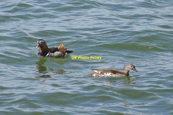 Photo 6"x4" Pair of Mandarin ducks, Rutland Water Empingham c2013