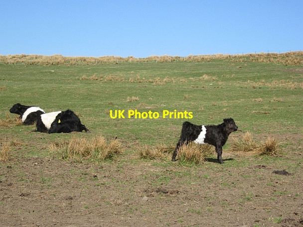 Photo 6"x4" Belted Galloway cattle Beanley c2013