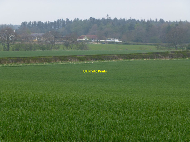 Photo 6"x4" Cereals growing on Shellrigg Rock\/NU2020 c2013