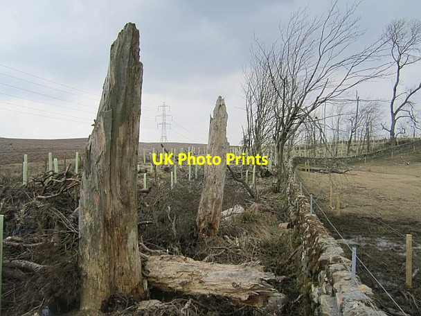 Photo 6"x4" A replanted strip wood Douglas Water\/NS8736 c2013