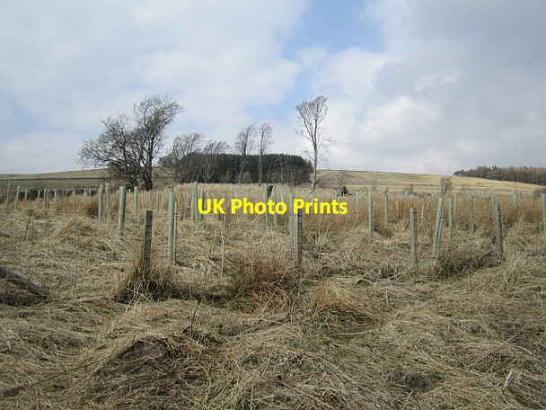Photo 6"x4" A replanted strip wood Crawfordjohn c2013