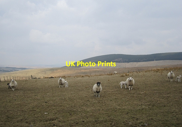 Photo 6"x4" Sheep, Glendouran Crawfordjohn c2013