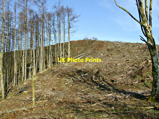 Photo 6"x4" Idzholm Plantation Inverkip c2013