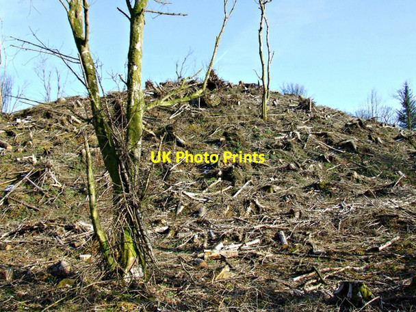 Photo 6"x4" Idzholm Plantation Inverkip c2013 P1
