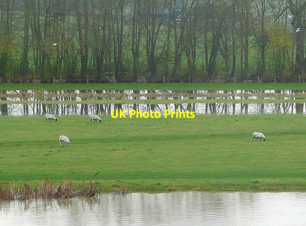 Photo 6"x4" Flooding by the Thames Cleeve\/SU6081 c2012 P1
