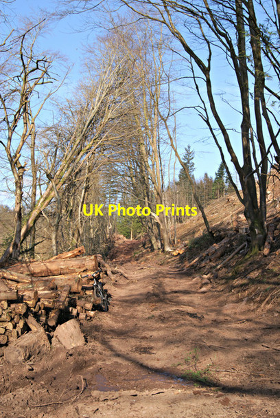 Photo 6"x4" Track in Idzholm Plantation Inverkip c2013