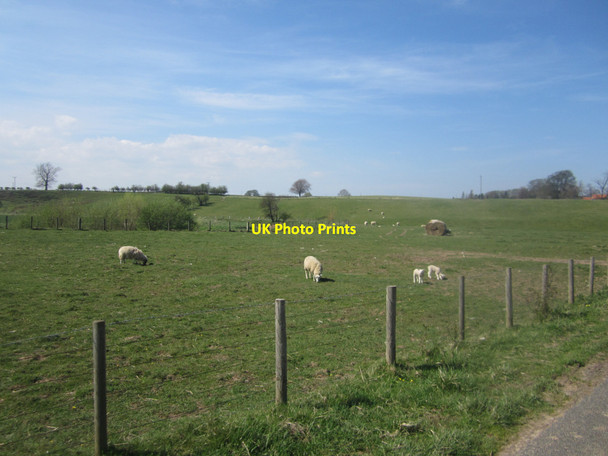 Photo 6"x4" Grassland south of Chatton Chatton c2013