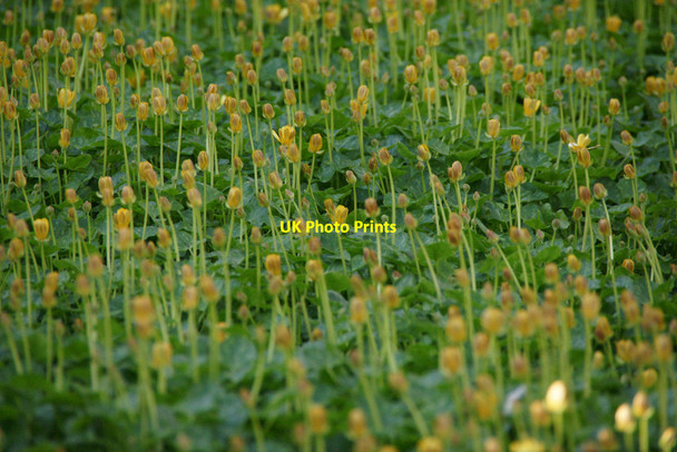 Photo 6"x4" Lesser Celandine (Ranunculus filicaria) in Halligarth plantation Baltasound c2013