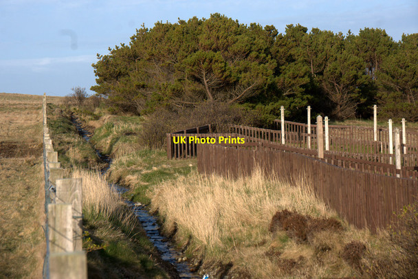 Photo 6"x4" The SHE plantation, Baltasound Baltasound c2013