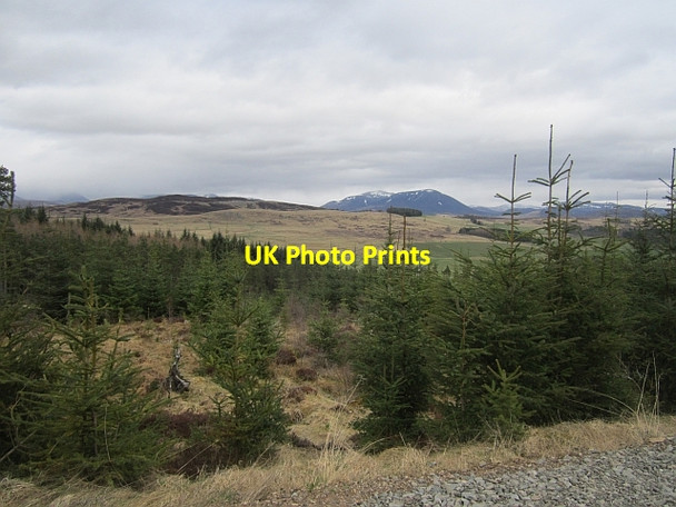 Photo 6"x4" Young trees, Allean Forest Allean Forest c2013