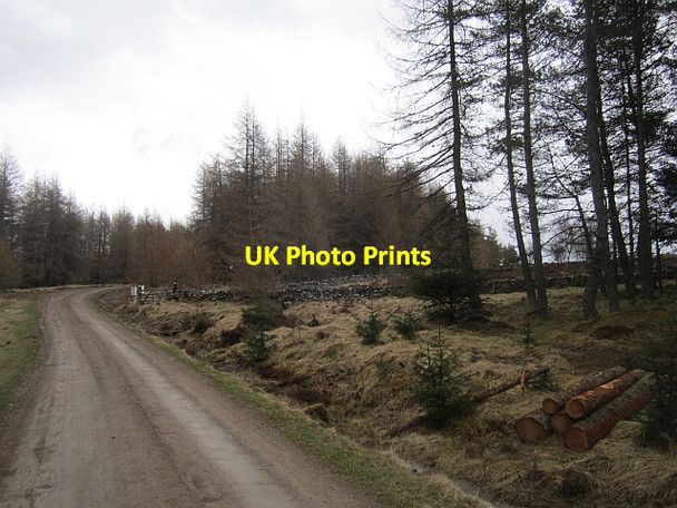 Photo 6"x4" Forest edge Tressair c2013