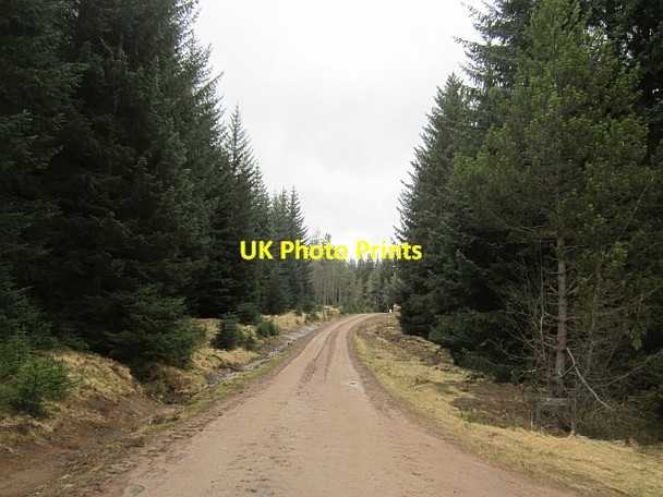 Photo 6"x4" Logging road, Allean Forest Tressair c2013