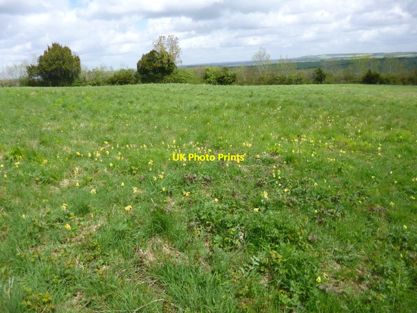 Photo 6"x4" Breamore, cowslips Breamore c2013
