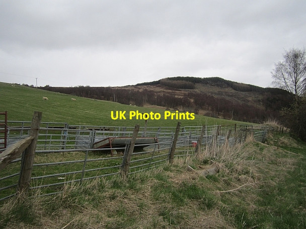 Photo 6"x4" Gathering pens, Borenich Tressair c2013