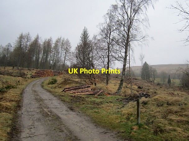 Photo 6"x4" Woodland, Trinafour Trinafour c2013