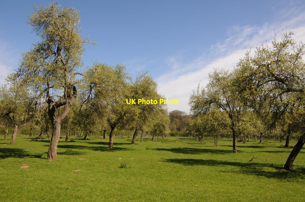 Photo 6"x4" Orchard at Lower Brockhampton Bringsty Common c2013