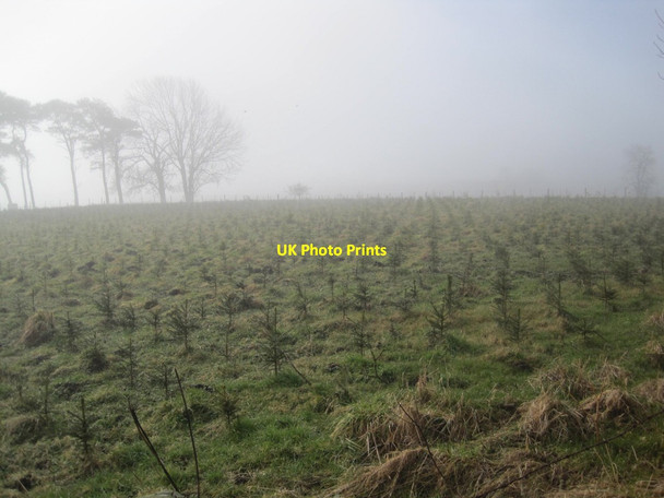 Photo 6"x4" Conifer Plantation Great Whittington c2013