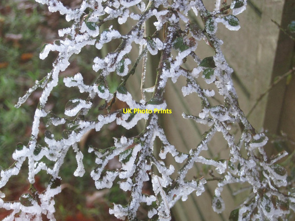 Photo 6"x4" Frosted trees, Todridge Great Whittington c2013