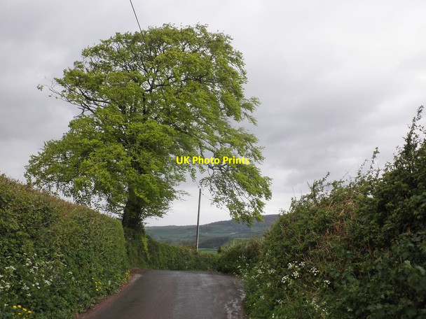 Photo 6"x4" Isolated tree, on Ashbeer Hill Escott c2013