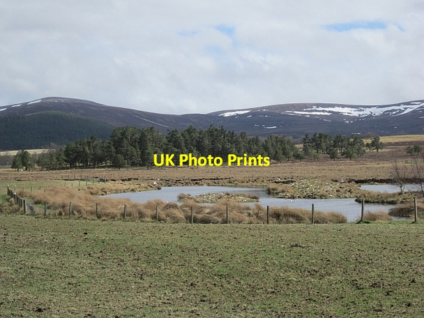 Photo 6"x4" Gullery, Lurg Clachaig\/NJ0218 c2013