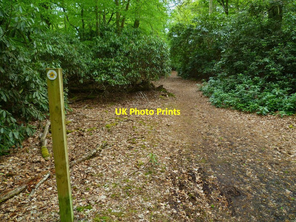 Photo 6"x4" A walk in the woods by Sheepcote Lane Littleworth Common\/SU9386 c2013