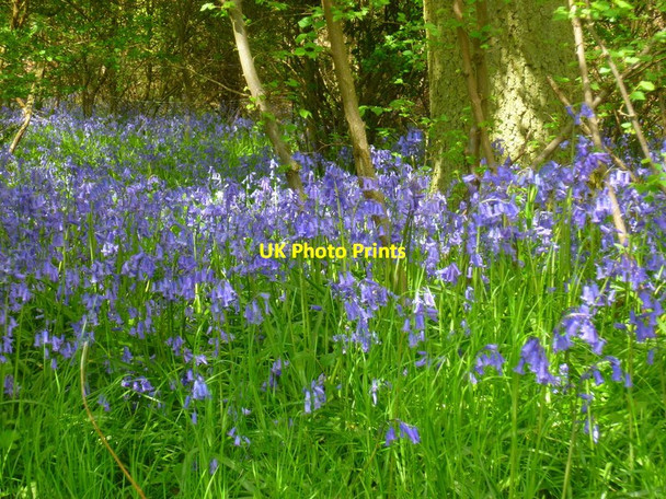 Photo 6"x4" Bluebells in Dipple Wood Littleworth Common\/SU9386 c2013