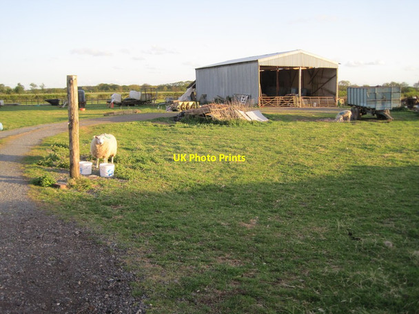 Photo 6"x4" Barn and sheep near Glebe Farm, Hessay Hessay c2013