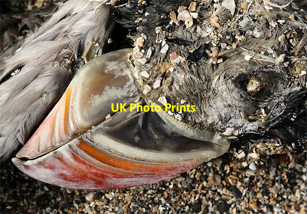 Photo 6"x4" Puffin remains at Skateraw Innerwick\/NT7274 c2013