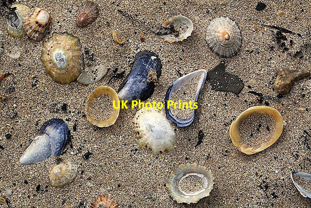 Photo 6"x4" Shells on Skateraw Beach Innerwick\/NT7274 c2013