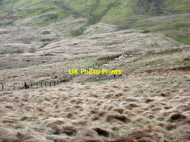 Photo 6"x4" Sheep trying to shelter from the bad weather Hyddgen c2013