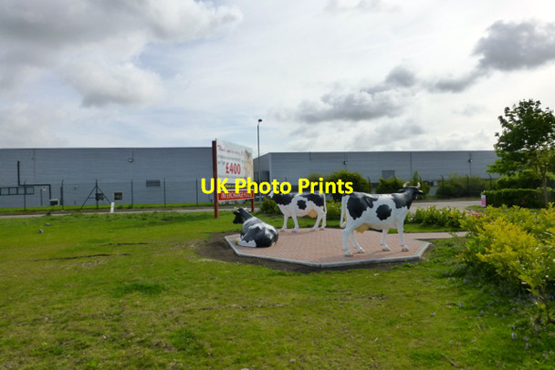 Photo 6"x4" Newport Pagnell plastic cows Newport Pagnell c2013