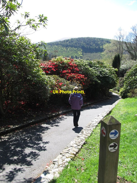 Photo 6"x4" Path leading from the car park to the Horn Bridge at Tollymore Park Newcastle\/J3732 c2013