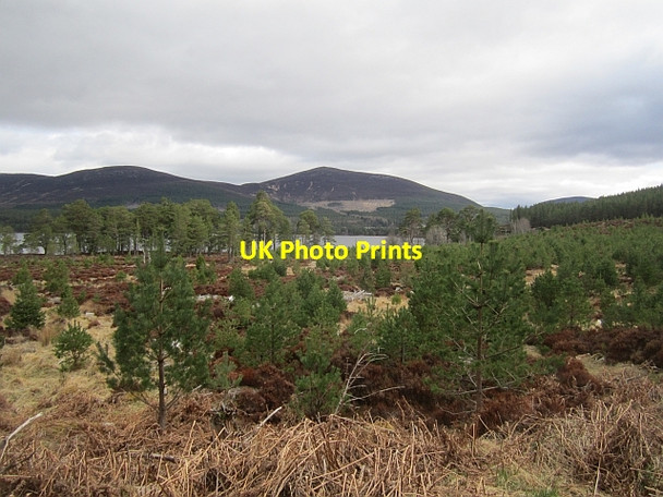 Photo 6"x4" Pines, Glen More Loch Morlich c2013