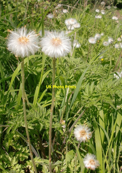 Photo 6"x4" Gravel pit wildflowers: Compositacae seed-heads Horton\/TQ0175 c2013